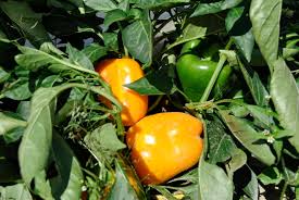 Afbeeldingsresultaat voor californian wonder golden sweet pepper