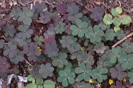 Attēlu rezultāti vaicājumam “Oxalis corniculata”