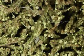 Attēlu rezultāti vaicājumam “Chaenotheca furfuracea”