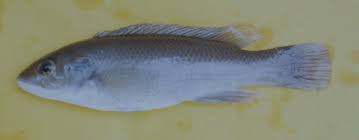 Image result for Tautogolabrus adspersus