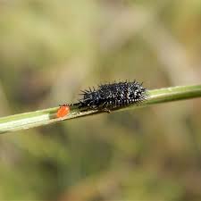 Attēlu rezultāti vaicājumam “Acari”