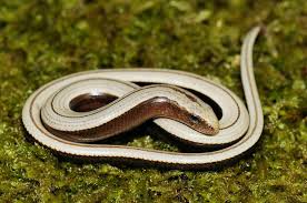 Attēlu rezultāti vaicājumam “Anguis fragilis”