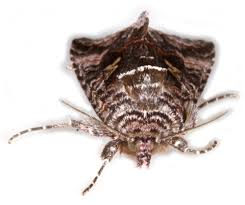 Attēlu rezultāti vaicājumam “Syngrapha interrogationis”