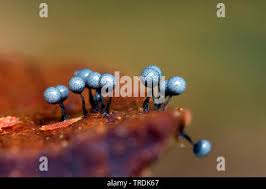 Attēlu rezultāti vaicājumam “Cribraria argillacea macro”