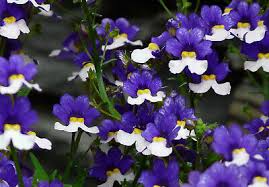 Image result for Elfenspiegel