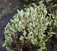 Attēlu rezultāti vaicājumam “Cladonia squamosa”