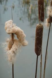 Image result for Rohrkolben