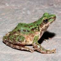 Attēlu rezultāti vaicājumam “Ranidae”