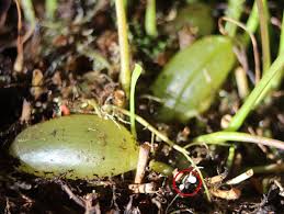 Attēlu rezultāti vaicājumam “Utricularia minor bud”