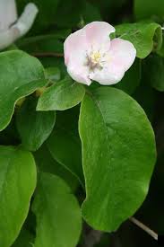 Attēlu rezultāti vaicājumam “Cydonia oblonga flower”