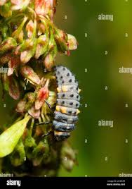 Attēlu rezultāti vaicājumam “Coccinella septempunctata larva”