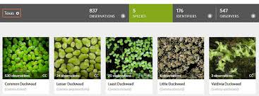 Attēlu rezultāti vaicājumam “Lemna minor”