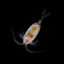 Attēlu rezultāti vaicājumam “Copepoda”