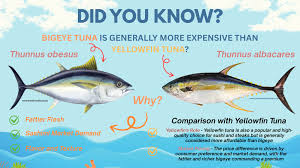 Image result for Thunnus obesus
