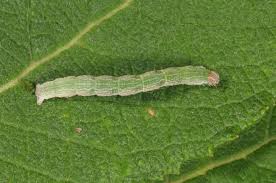 Attēlu rezultāti vaicājumam “Cyclophora pendularia”