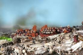 Attēlu rezultāti vaicājumam “Metatrichia vesparia”