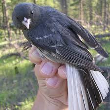 Image result for Junco hyemalis