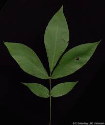 Attēlu rezultāti vaicājumam “Carya ovata leaf”