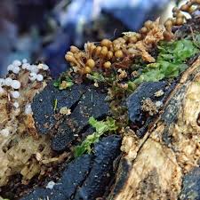 Attēlu rezultāti vaicājumam “Hemitrichia calyculata stalked”