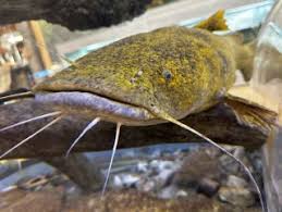 Image result for Pylodictis olivaris