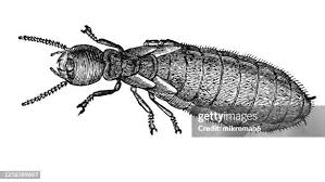 Attēlu rezultāti vaicājumam “Saduria entomon”
