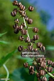 Attēlu rezultāti vaicājumam “Agrimonia eupatoria fruit”