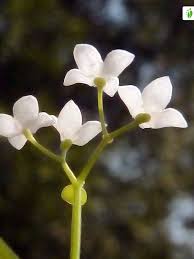 Attēlu rezultāti vaicājumam “Galium elongatum flower”