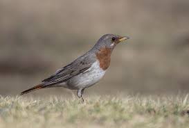 Image result for Turdus ruficollis