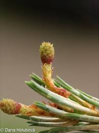 Attēlu rezultāti vaicājumam “Pinus sylvestris var. borussica”