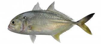 Image result for Caranx lugubris