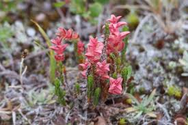 Attēlu rezultāti vaicājumam “Exobasidium splendidum”