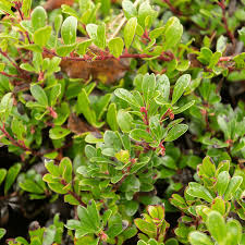 Attēlu rezultāti vaicājumam “Arctostaphylos uva-ursi fruit”