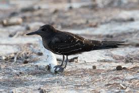 Image result for Onychoprion fuscatus