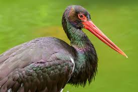 Attēlu rezultāti vaicājumam “Ciconia nigra”