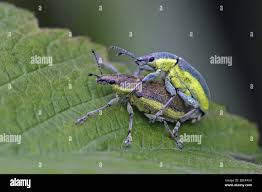 Attēlu rezultāti vaicājumam “Chlorophanus viridis”