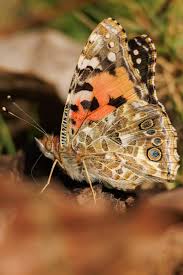 Attēlu rezultāti vaicājumam “Vanessa cardui underside”