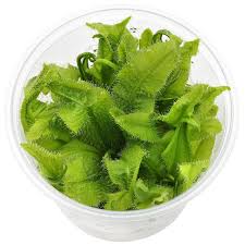 Attēlu rezultāti vaicājumam “Drosera rotundifolia fruit”