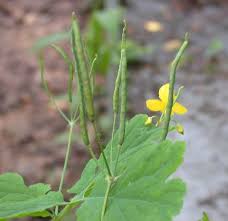 Attēlu rezultāti vaicājumam “Chelidonium majus”