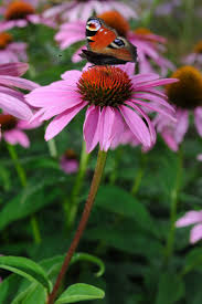 Image result for roter Sonnenhut