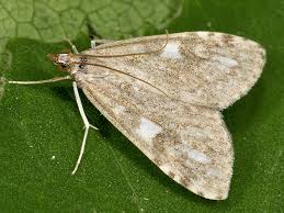 Attēlu rezultāti vaicājumam “Udea olivalis”