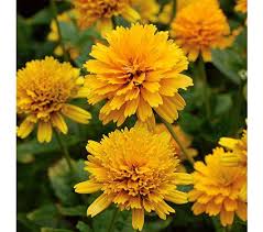 Image result for Heliopsis scabra