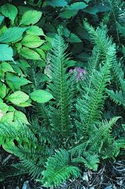 Attēlu rezultāti vaicājumam “Polystichum aculeatum”