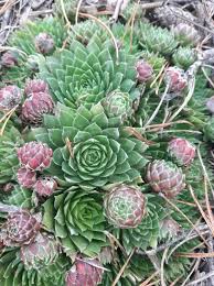 Attēlu rezultāti vaicājumam “Jovibarba globifera fruit”