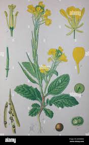 Attēlu rezultāti vaicājumam “Sinapis arvensis”