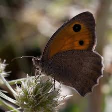 Attēlu rezultāti vaicājumam “Hyponephele lycaon”