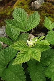 Attēlu rezultāti vaicājumam “Rubus saxatilis”