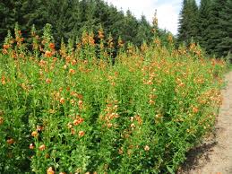 Image result for Alonsoa liniflora