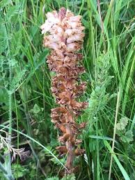 Attēlu rezultāti vaicājumam “Orobanche elatior flower”