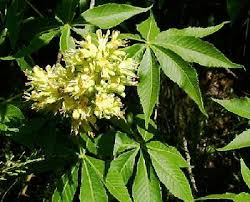 Attēlu rezultāti vaicājumam “Aesculus”