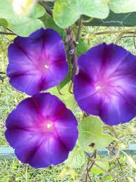 Image result for Ipomoea purpurea